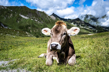 Cow sunbathing