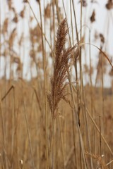Fototapeta premium grass in the wind
