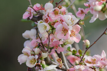 ピンクのボケの花