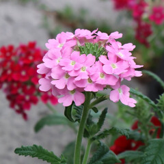 Pink primrose flowers in the garden
