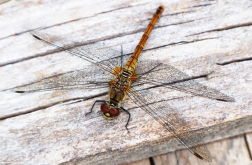 An orange dragonfly sits on an old wooden craft
