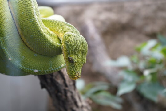 grüne Schlange schuppig Giftschlange Snake