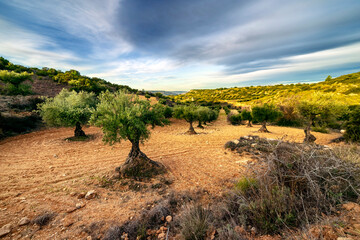 Naklejka premium Olivos en Carabaña en invierno. Madrid. España