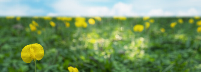 panorama Pinto peanut or Arachis pinto, Yellow flower selectived focus wiht bokeh Backgorund