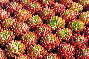 Fototapeta premium Close up of succulent plants in a greenhouse, North China