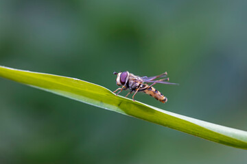 Syrphidae live on plants in North China
