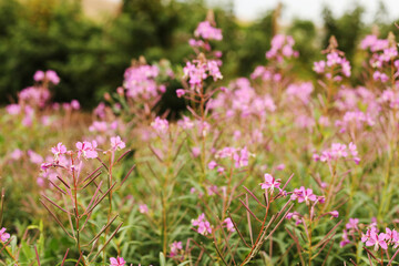 pink purple blossoms of Chamaenerion angustifolium flowers or fireweed fire weed or willowherb willow herb, plant used in preparation of traditional Russian chai fermented tea