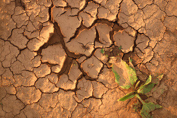 Surface of cracked ground in drought, top view, close-up macro