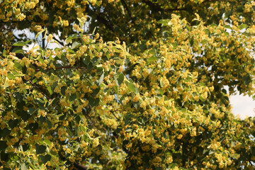linden flowers on a sunny day