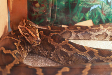 A python Python molurus in a terrarium in a zoo.