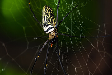 spider on a web