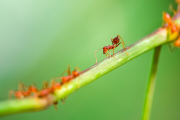 ant on a leaf