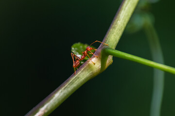 green shield bug, Ant