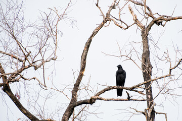 crow on a tree