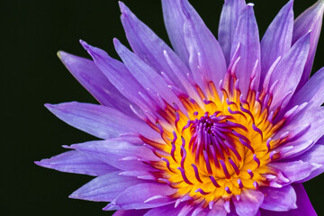 purple lotus flower