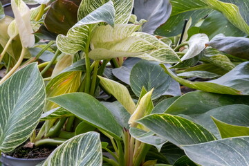 Philodendron Birkin plant grow at the glasshouse © vadiml