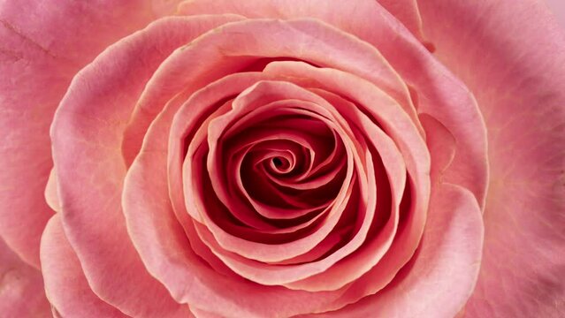 Beautiful opening pink rose . Petals of Blooming pink rose flower open, time lapse .
