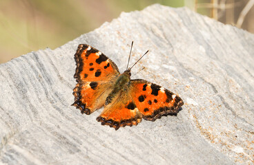 Fototapeta na wymiar Large tortoiseshell (Nymphalis polychloros ) butterfly on a rock taking some sun in the afternoon, Andalucia, Spain.