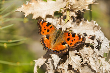 Large tortoiseshell (Nymphalis polychloros ) butterfly on a rock taking some sun in the afternoon, Andalucia, Spain.