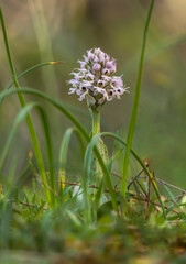 Conical orchid, Orchis conica, wild orchid in Andalusia, Southern Spain