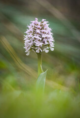 Conical orchid, Orchis conica, wild orchid in Andalusia, Southern Spain