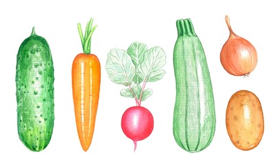 Watercolor set of vegetables,cucumber, carrot,radish, squash, onion, potato on  white background