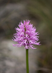 Naked Man Orchid, Orchis italica, Andalusia, Southern Spain.