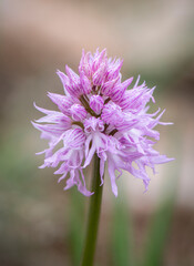 Naked Man Orchid, Orchis italica, Andalusia, Southern Spain.