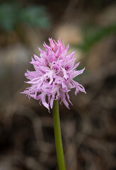 Naked Man Orchid, Orchis italica, Andalusia, Southern Spain.