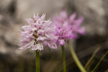 Naked Man Orchid, Orchis italica, Andalusia, Southern Spain.