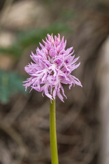 Naked Man Orchid, Orchis italica, Andalusia, Southern Spain.