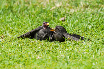 Two Male blackbirds (Turdus merula) blackbirds fighting for territory, Spain