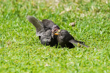 Two Male blackbirds (Turdus merula) blackbirds fighting for territory, Spain