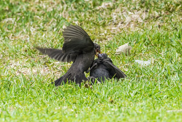 Two Male blackbirds (Turdus merula) blackbirds fighting for territory, Spain