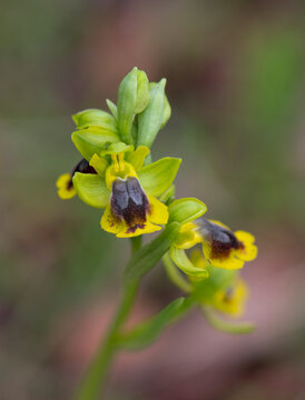 Yellow bee orchid (Ophrys alpujata), wild orchid in Andalusia, Southern Spain.