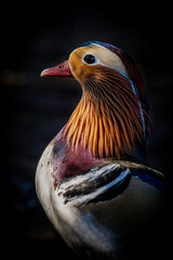 Mandarin duck