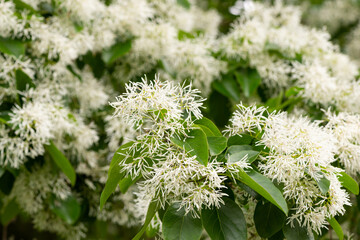 庭木ヒトツバタゴ咲く