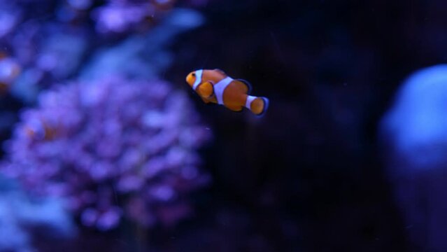 Sea anemone with clown fish
