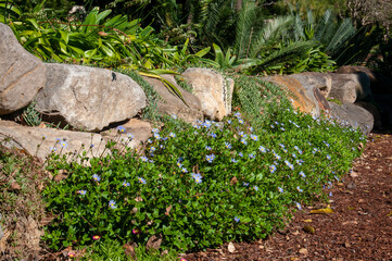 Sydney Australia, purple and yellow flowers in rockery garden
