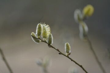 Blühende Weide, Salix mit frisch aufgegangenen Weidekätzchen