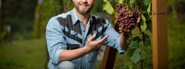 farmer at grapevine. vinedresser with grapes bunch. male vineyard owner. professional winegrower
