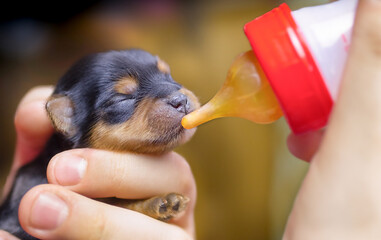 yorkshire terrier puppy . artificial feeding