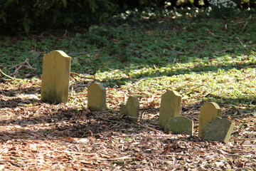 A Line of Gravestones at a Woodland Pet Cemetery.