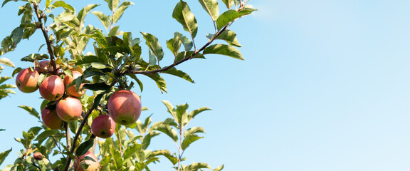 Apple orchard. Ripe apples in the garden ready for harvest.