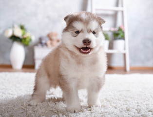 Cute Alaskan Malamute puppy runs on the carpet in the room