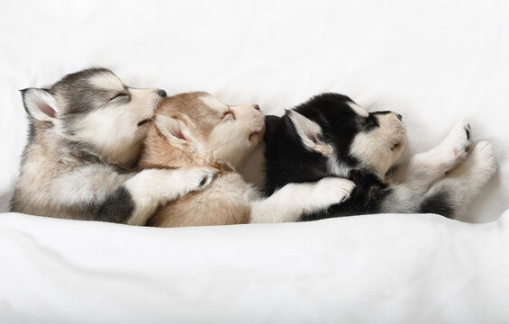 Three cute Alaskan Malamute puppies are sleeping under a blanket in a room