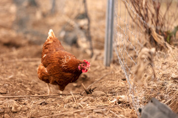 free range organic brown chicken on a fenced property