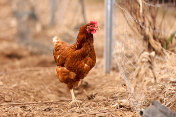 free range organic brown chicken on a fenced property