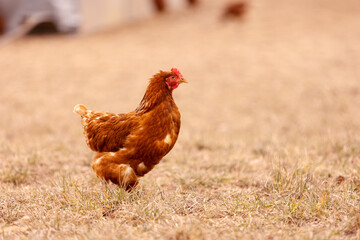 free range organic brown chicken on a farmers field 