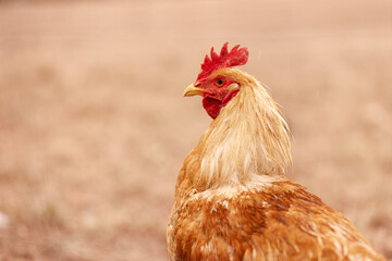 close up portrait of a rooster on a farmers field